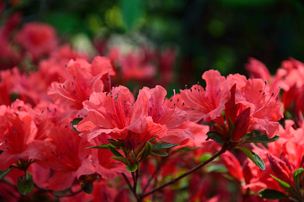istock rhododendron blooming in the summer garden 488391931
