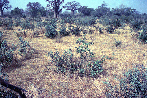 Savanna Woodland landscape in fallow subsistence field Toulfe Yatenga Burkina Faso West Africa