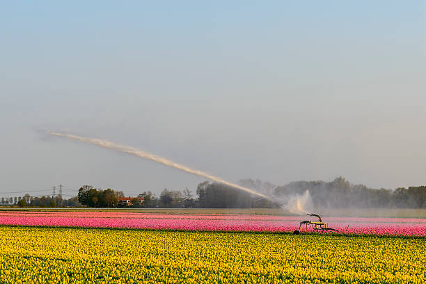 tulipa de irrigação - water cannon imagens e fotografias de stock