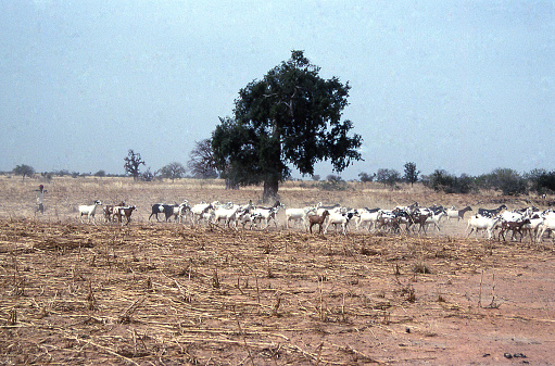 Herd of goats walking through dry season agricultural fields feeding on crop stuble Yatenga Burkina Faso West Africa