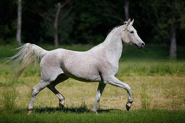 istock Arabian horse trotting in the meadow 488392913