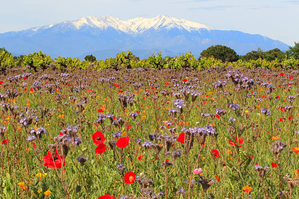 canigou enneigé et fleurs champêtres - mountain mountain range landscape france fotografías e imágenes de stock