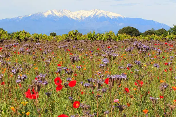 Meadow covered with country flowers and vines; in the background, the snowy Mount Canigou - France, Europe.