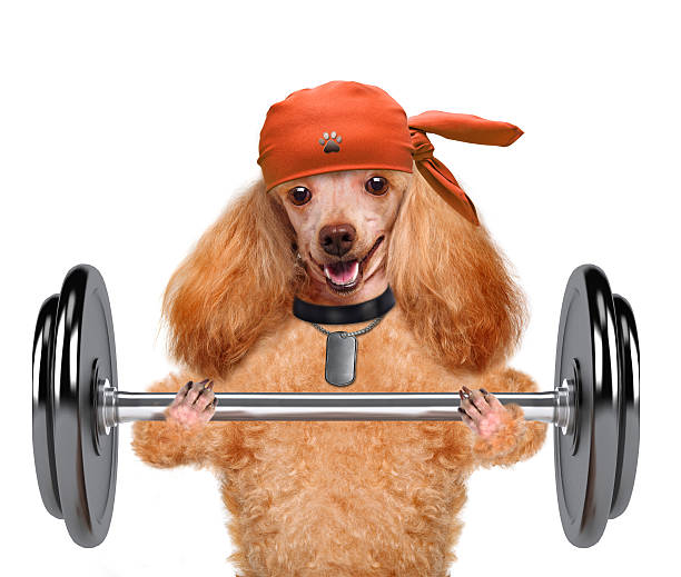 istock Fitness dog lifting a heavy big dumbbell. 488393647