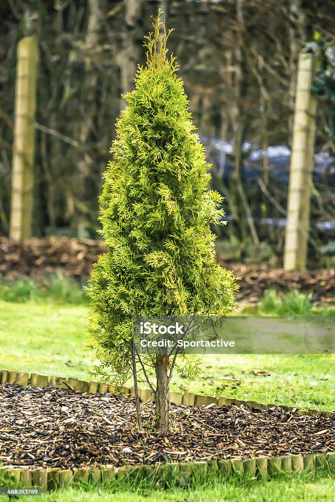 Fresh green thuja tree in a garden High resolution photo in best quality Agricultural Field Stock Photo