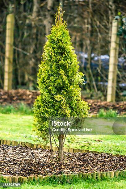 Fresh Green Thuja Tree In A Garden Stock Photo - Download Image Now - Agricultural Field, Agriculture, American Arborvitae