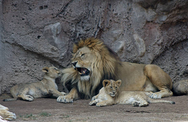 istock African lion with cub 488394289
