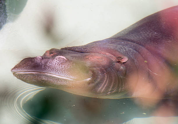 subaquático hipopótamo - hippopotamus amphibian sleeping hippo sleeping imagens e fotografias de stock