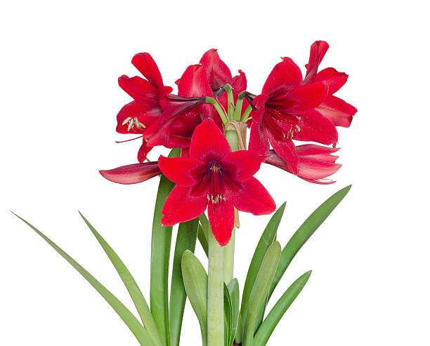 istock Hippeastrum isolated on white background. 488394731
