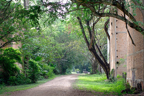 istock beautiful background, old trees with brick chamber 488395417
