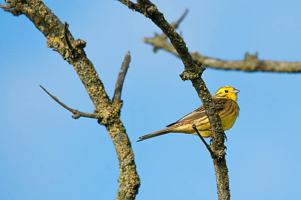 The American Goldfinch (Carduelis tristis) is the state bird of Washington, Iowa and New Jersey.  It is a fairly common summer resident to the Pacific Northwest, migrating to the southern USA and Mexico in the winter.  This male with its brilliant yellow and black plumage was photographed in Edgewood, Washington State, USA.