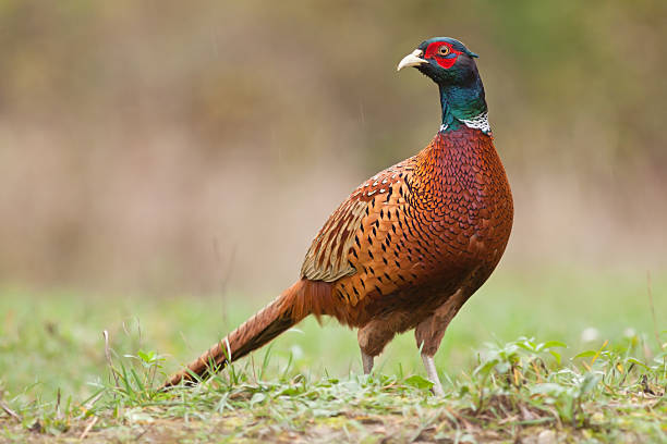 macho faisán común - pheasant hunting fotos fotografías e imágenes de stock