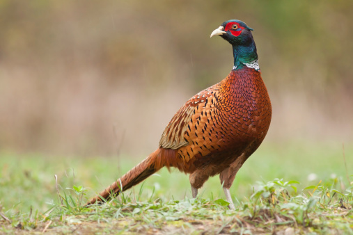 Side view of a single adult male common pheasant walking watchful through grove den, some blur from branches in front