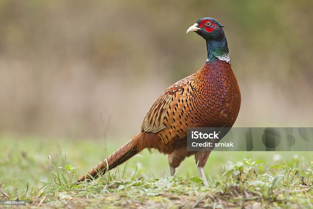 Male Common pheasant Male Common pheasant / Phasianus colchicus / standing on the meadow and watching, blurred background, horizontal orientation Pheasant - Bird Stock Photo