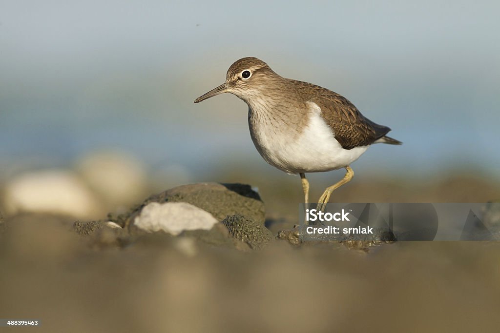 Common Sandpiper Common Sandpiper / Actitis hypoleucos L. / standing on the stone and watching, blurred water and sky in the background, horizontal orientation Animal Stock Photo