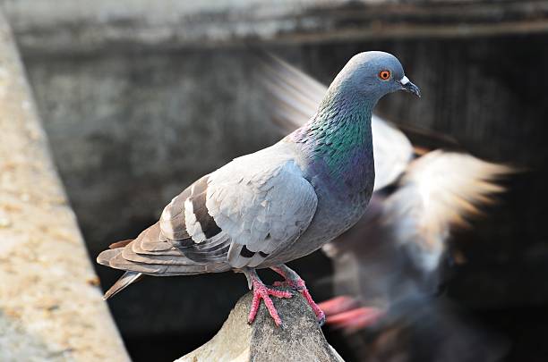 istock pigeon sitting on the wall 488395773