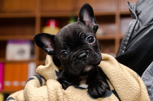 bulldog French puppy stock photo