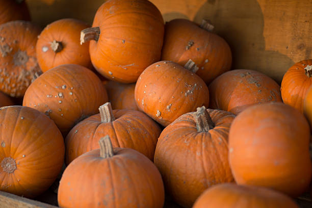 istock large group of orange pumpkin 488400964