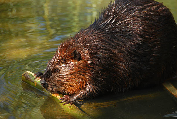 istock Drenched Eurasian Beaver on the watersurface. 488401164