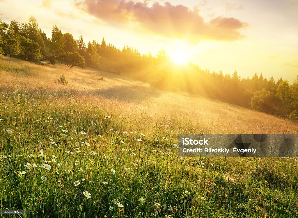 Mountain field Field in mountains during sunrise. Natural landscape 2015 Stock Photo