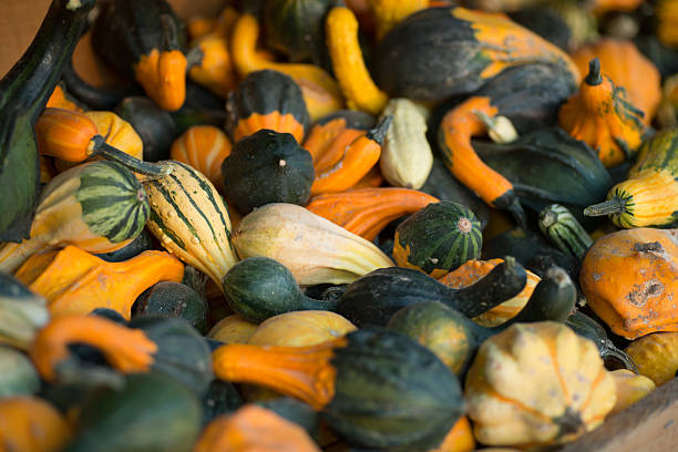 istock large group of jack be little squash pumpkins 488401262