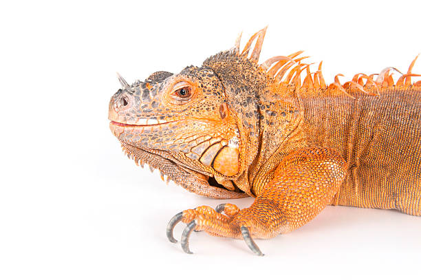 istock Portrait of ordinary iguanas (red morph). 488402108