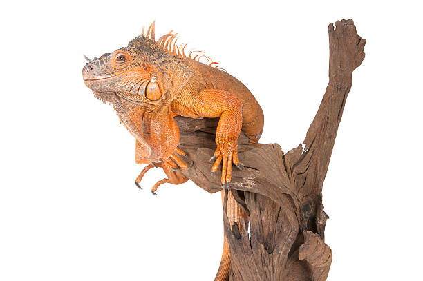 istock Common Iguana (red morph) sitting on a driftwood. 488402128