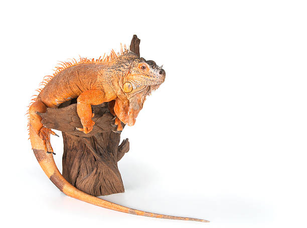 istock Common Iguana (red morph) sitting on driftwood close up. 488402206