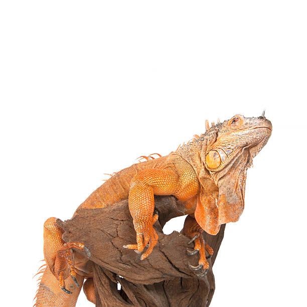 istock Iguana sits on driftwood close up and looking up. 488402226