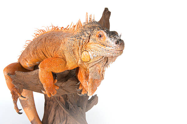istock Iguana sits on driftwood close up and looking at camera. 488402246