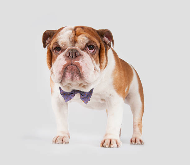english bulldog bow tie