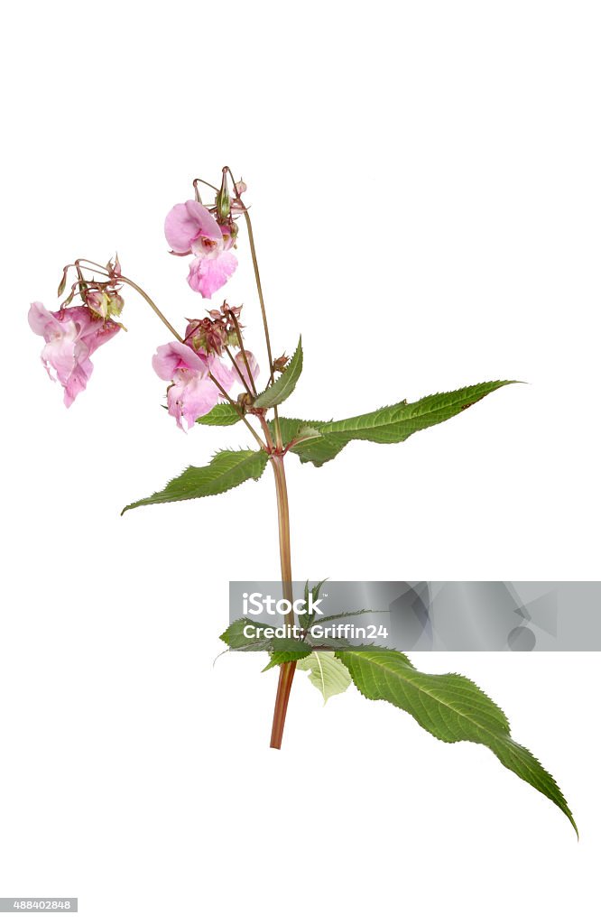 Himalayan balsam Himalayan balsam,Impatiens glandulifera, flowers and foliage isolated against white 2015 Stock Photo