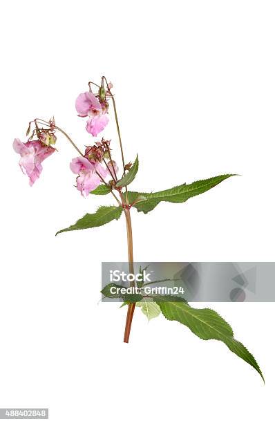 Himalayan Balsam Stock Photo - Download Image Now - 2015, Blossom, Botany