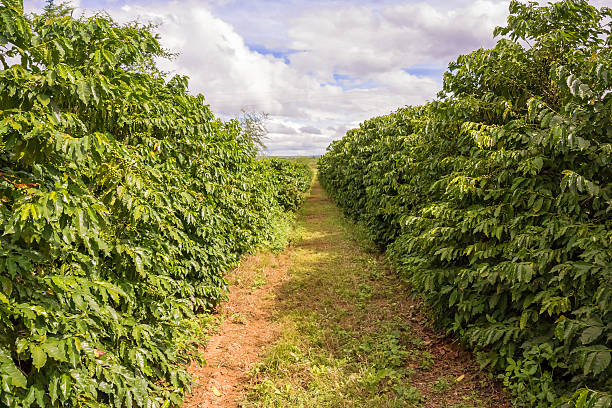istock Coffee plantation in Zambia 488403238