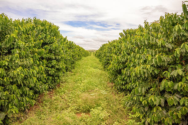 istock Coffee plantation in Zambia 488403912