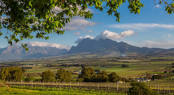 Winelands at the Cape stock photo