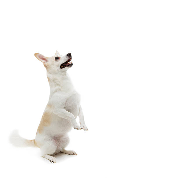 portrait of a chihuahua