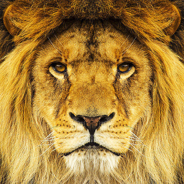 porträt des schönen mächtigen lion - lions tooth stock-fotos und bilder