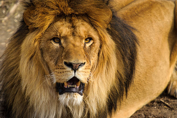 istock Beautiful Mighty Lion 488405386