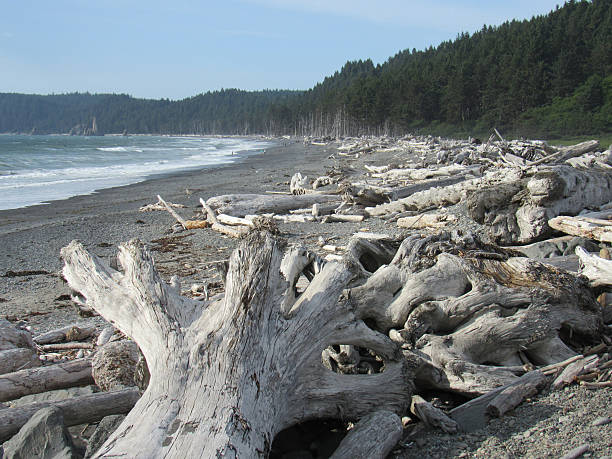 istock Shoreline View of Ocean and Islands From Tree Graveyard 488407048