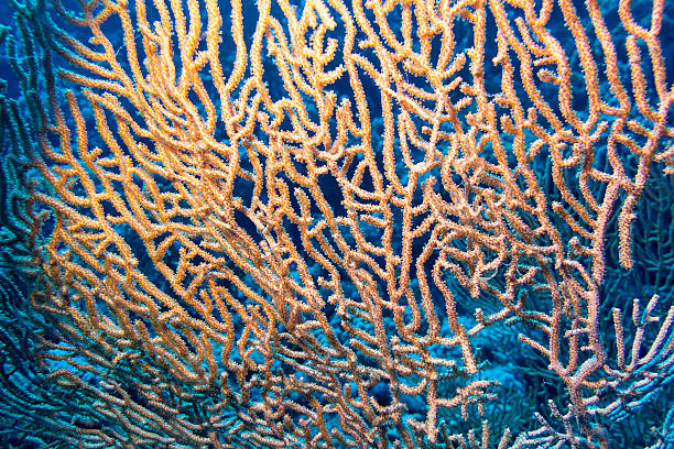 istock great gorgonian in tropical sea, underwater 488407090