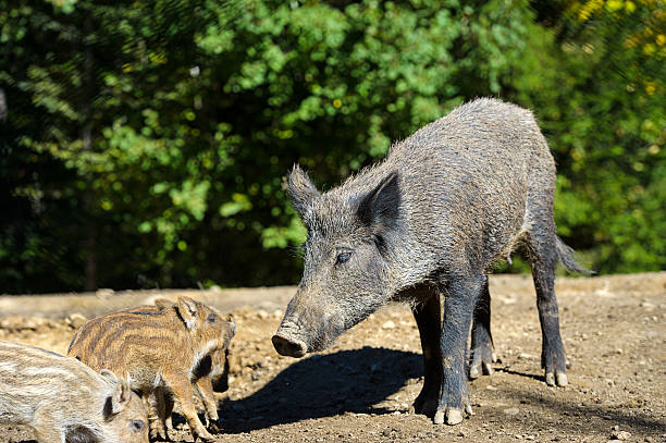 istock Wild boar in autumn forest 488407536