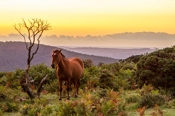 Wild pony on moors at sunrise Dartmoor sunrise and local wildlife dartmoor photos stock pictures, royalty-free photos & images