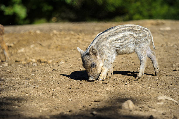istock Wild boar in autumn forest 488407956