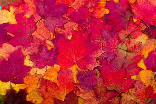 Background from bright autumn red leaves of a maple