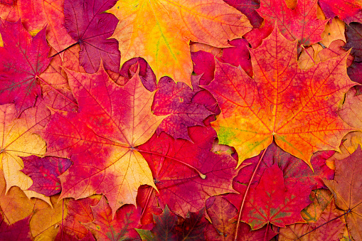 Background from bright autumn leaves of a maple