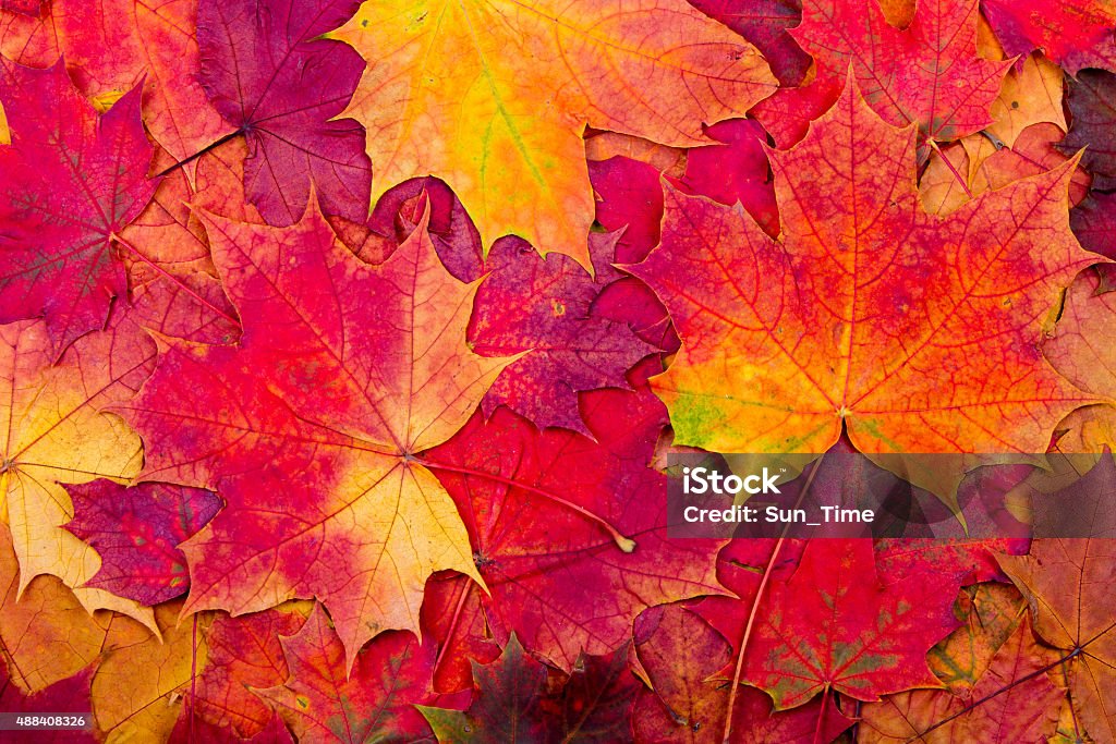 Autumn maple leaves background Background from bright autumn leaves of a maple Autumn Stock Photo