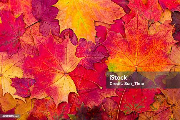 Autumn Maple Leaves Background Stock Photo - Download Image Now - Autumn, Leaf, Red