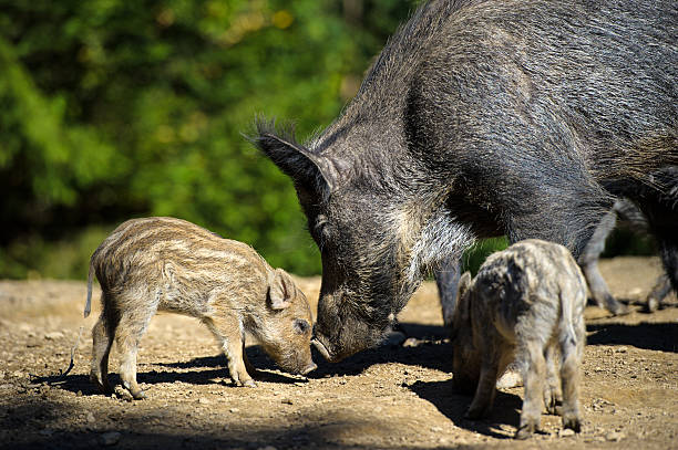 istock Wild boar in autumn forest 488409328