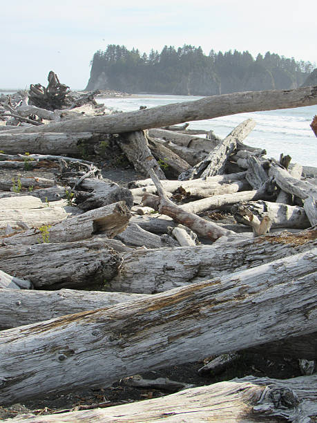 istock Layered Trees Lining the Shoreline of Rialto Beach 488410008